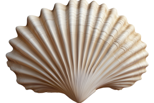 Stylized seashell art deco element in neutral tones adds elegant decor to spaces showcasing coastal influences and vintage charm