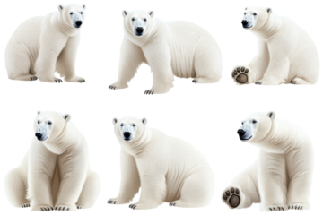 Collection of polar bears in multiple poses showcasing their varied stances and expressions in a natural setting