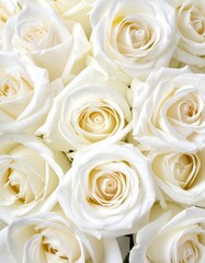 Close-up of many white roses