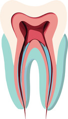 Detailed cross-section illustration of a human tooth showing enamel, dentin, pulp, and root structure, ideal for dental anatomy and educational materials.