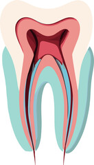 Detailed cross-section illustration of a human tooth showing enamel, dentin, pulp, and root structure, ideal for dental anatomy and educational materials.