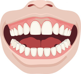 Realistic medical illustration of an open human mouth showing teeth, gums, and oral cavity structure, ideal for dental education or anatomy reference.
