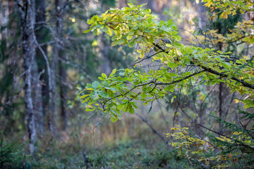 green leaves in the forest