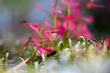 pink blueberry leaves in the forest