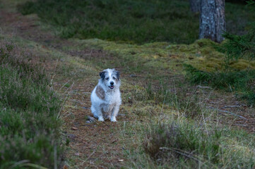 Obraz premium jack russell terrier