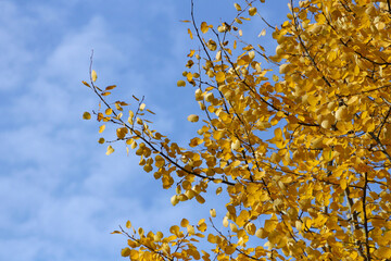 Autumn background. Aspen with yellow leaves against the sky.