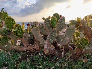 Wide shot of prickly pear cactus field at golden hour with sea and cloudy sky in background, Mediterranean desert landscape