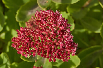 Stonecrop prominent blooms in the garden, a close-up of a blooming inflorescence. Stonecrop prominent (lat. Hylotelephium spectabile) is a perennial herbaceous plant, succulent.