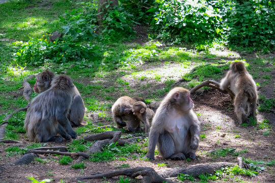 An infant Japanese macaque playfully interacts with its mother in tender family moment. Heartwarming close-up captures maternal care and primate social bonds at Affenberg Landskron in Carinthia