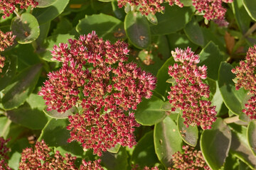 Stonecrop prominent blooms in the garden, a close-up of a blooming inflorescence. Stonecrop prominent (lat. Hylotelephium spectabile) is a perennial herbaceous plant, succulent.