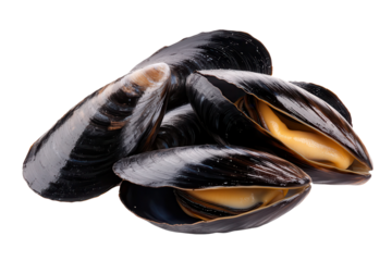 Fresh black mussels isolated on a transparent background, showcasing their rich color and gleaming shells, perfect for seafood dishes and culinary presentations