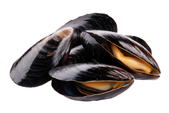 Fresh black mussels isolated on a transparent background, showcasing their rich color and gleaming shells, perfect for seafood dishes and culinary presentations