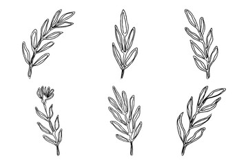 Hand Drawn Leaf Brush Ink Elements. Black Crayon Texture Botanical Floral Silhouette Vector Illustration on White Background