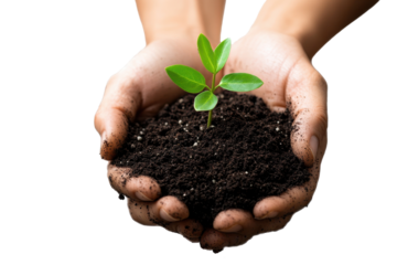 Person holds small green plant in soil, showing care for nature during sunny day, symbolizing growth and environmental awareness in their backyard