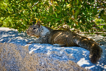 Marmot Resting on Granite Rock Beneath Green Foliage in Bright Sunlight