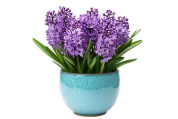 Blooming purple hyacinth flowers brightening up a turquoise ceramic pot in a sunny indoor setting during springtime