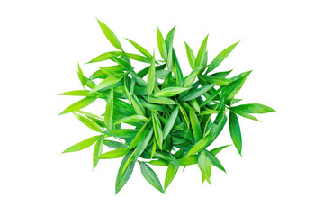 Fototapeta premium Bright green grass leaves seen from above create a natural pattern in a fresh outdoor setting under clear skies during a sunny day in spring or summer