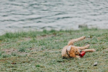 A golden Retriever puppy plays with a toy outside