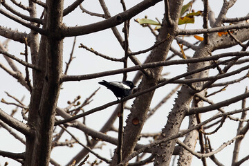 White shouldered black tit, Melaniparus guineensis, in a tree