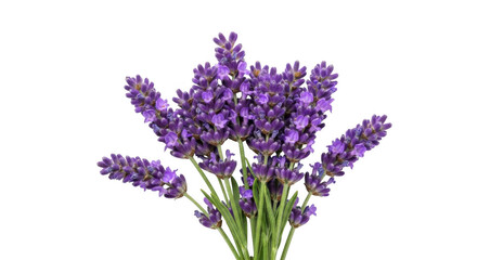 Obraz premium Fresh lavender bouquet with purple flowers isolated on transparent background