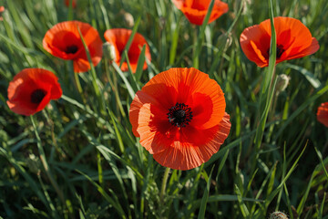 Obraz premium Poppy Flowers Blooming On Grass With Vibrant Red Petals And Black Centers