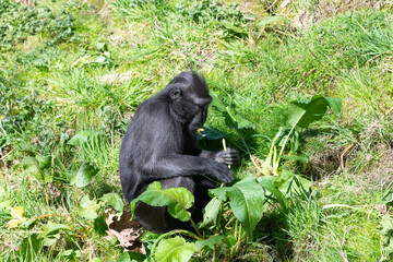 Photo of a Sulewesi crested macaque (macaca nigra) eating vegetation