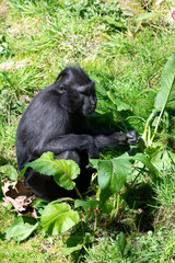 Fototapeta premium Photo of a Sulewesi crested macaque (macaca nigra) in a zoo