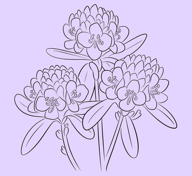 Rhododendron arboreum flowers  line art, srilanka country plant vector