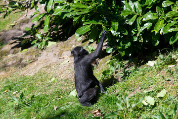 Photo of a baby Sulewesi crested macaque (macaca nigra) in a zoo