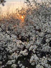 flowers in the snow