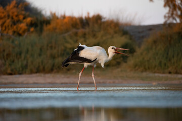 Graceful white stork foraging in a small wetland