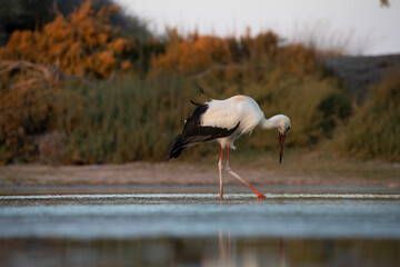 Graceful white stork foraging in a small wetland