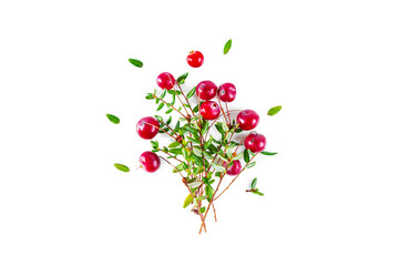 Bouquet of cranberry branches isolated on white background.