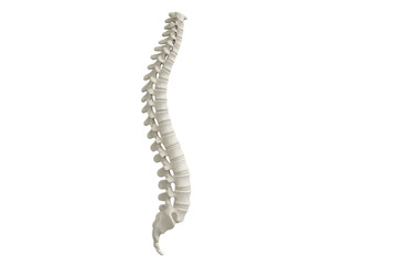 Human spine anatomy model presenting medical structure