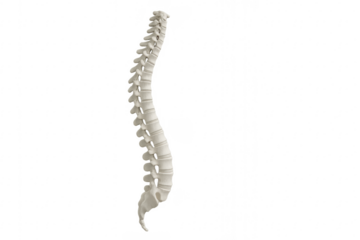Human spine anatomy model presenting medical structure