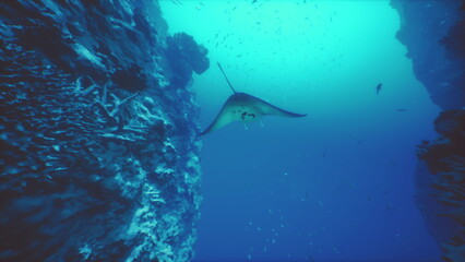 A majestic manta ray swims effortlessly beneath the surface, showcasing its wide wingspan as it navigates through a colorful coral reef teeming with marine life.