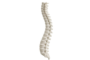 Human spinal column with vertebrae on transparent background
