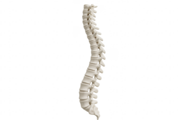 Human spinal column with vertebrae on transparent background
