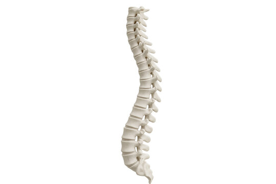 Human spinal column with vertebrae on transparent background