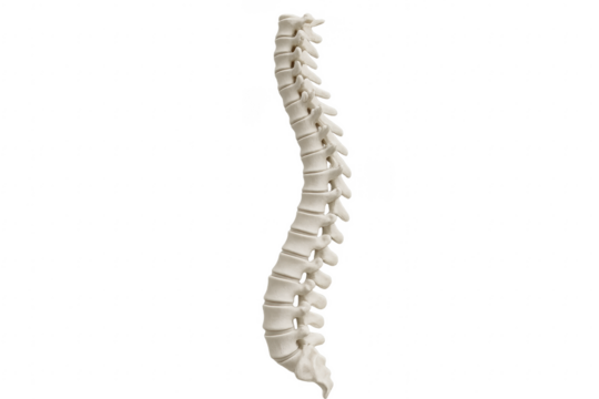 Human spinal column with vertebrae on transparent background