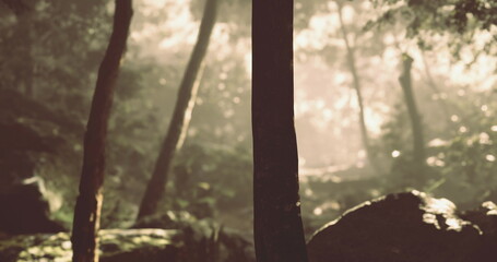 Fototapeta premium Sunlight breaks through the dense foliage of trees in a tranquil forest. Soft beams illuminate the path, creating a peaceful atmosphere in the early morning hours.