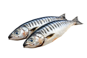 Fototapeta premium Fresh mackerel fillets on a white background ready for cooking and preparation to create healthy meals or dishes for seafood lovers