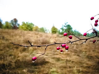 A branch with red berries and raindrops. Against the backdrop of an autumn forest. Dampness, despondency, humidity, melancholy.