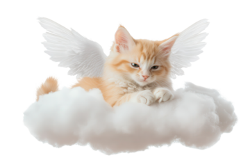 Fluffy cat with angel wings peacefully resting on a soft cloud, set against a serene white background capturing a whimsical moment of tranquility