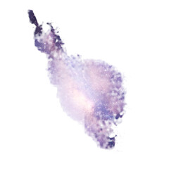 water splash isolated on white