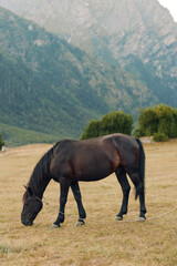 Obraz premium A dark horse grazes quietly in a sunlit meadow, with distant rugged mountains and scattered trees, creating a peaceful countryside scene that feels timeless and serene.