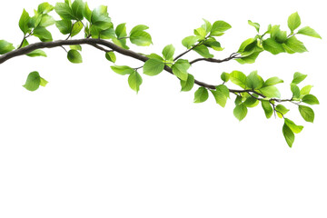 Obraz premium Vibrant green tree branch with lush leaves swaying gently in the sunlight, showcasing the beauty of nature in a serene outdoor setting during spring