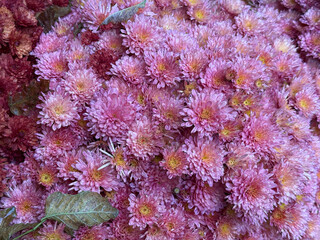 Obraz premium Pink chrysanthemum flowers autumn blooming plant.