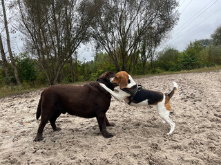 Estonian hound and a chocolate labrador dogs are playing at the beach