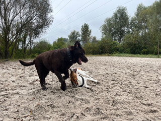Estonian hound and a chocolate labrador dogs are playing at the beach